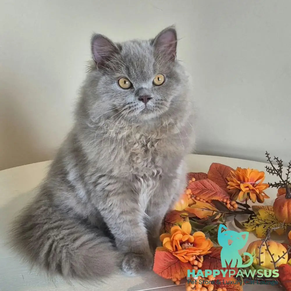 Marzipan British Shorthair male lilac - live animals