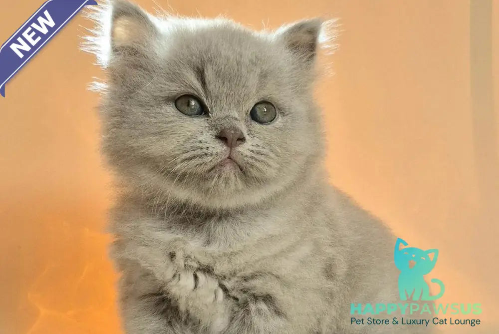 Marzipan British Shorthair male lilac - live animals