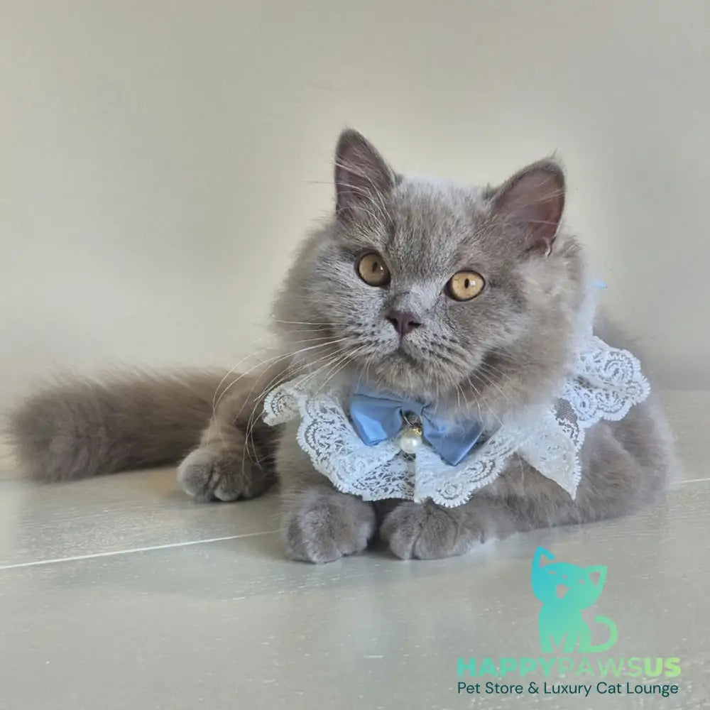 Marzipan British Shorthair male lilac - live animals