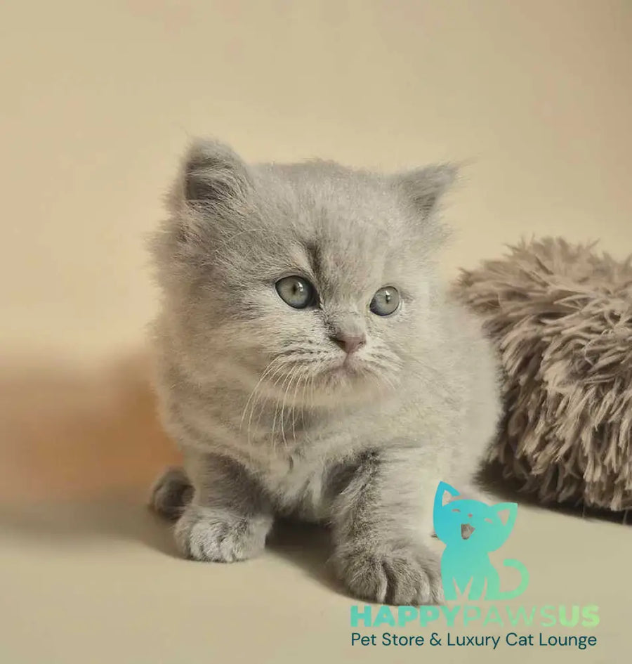 Marzipan British Shorthair male lilac - live animals