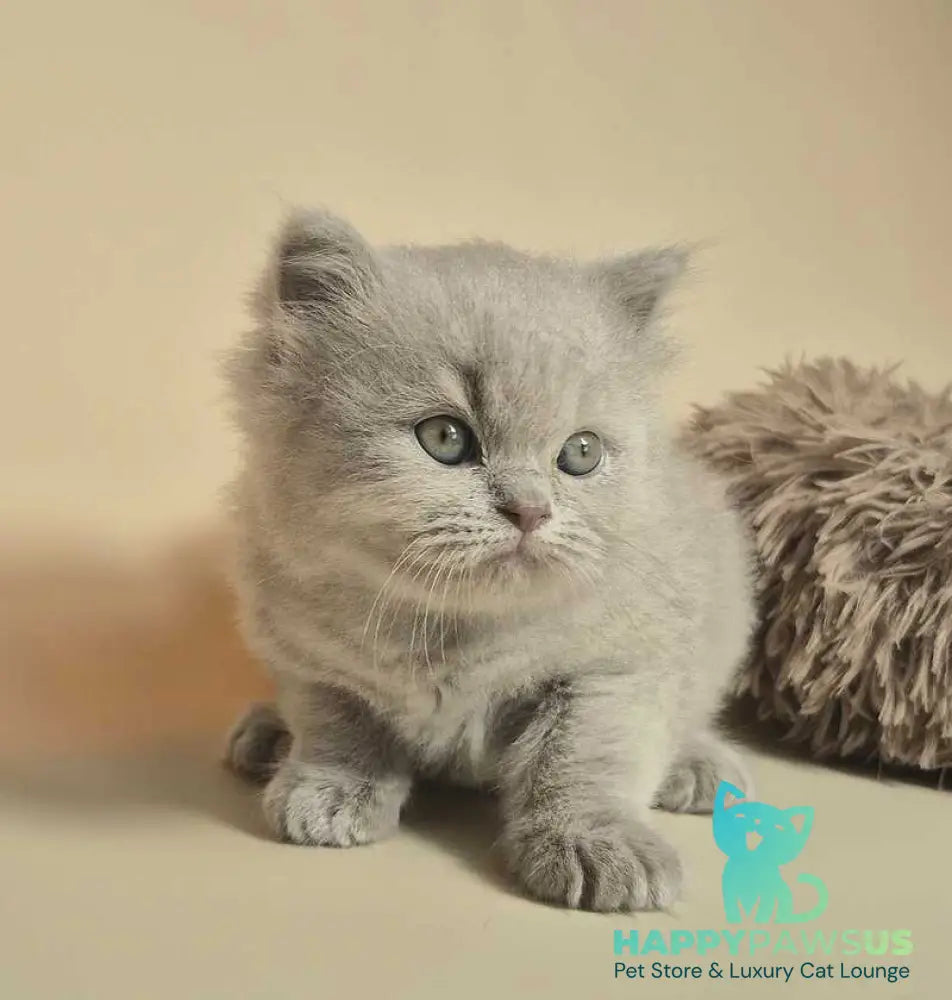 Marzipan British Shorthair male lilac - live animals