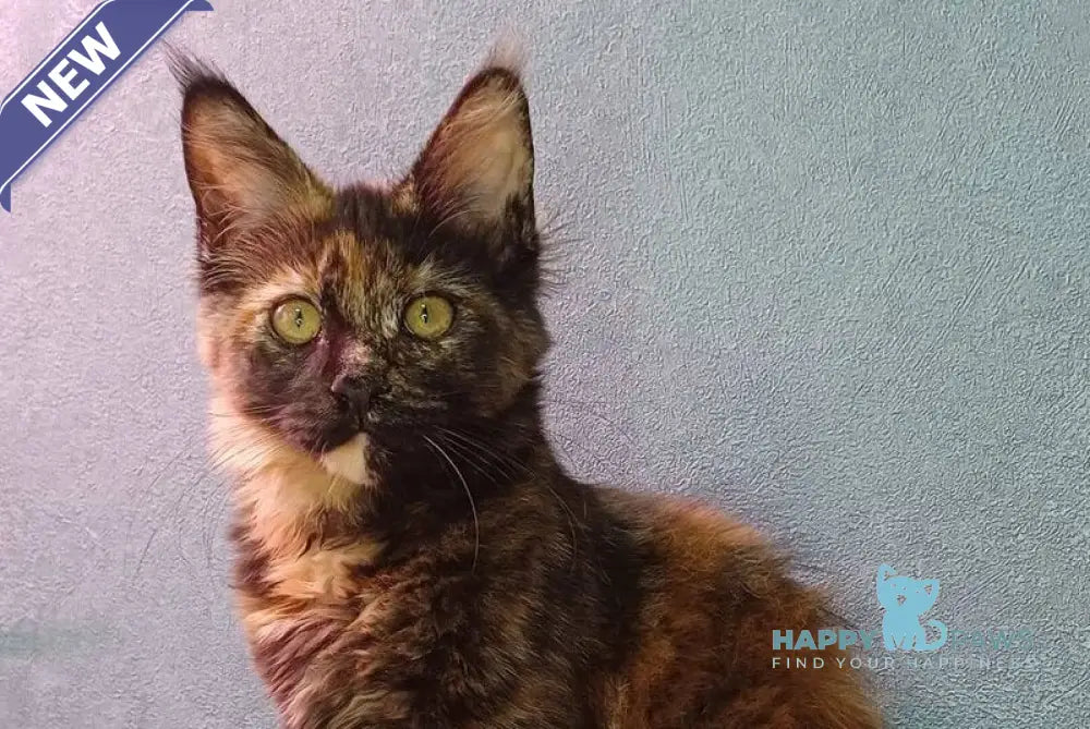 Maserati Maine Coon female black tortie live animals