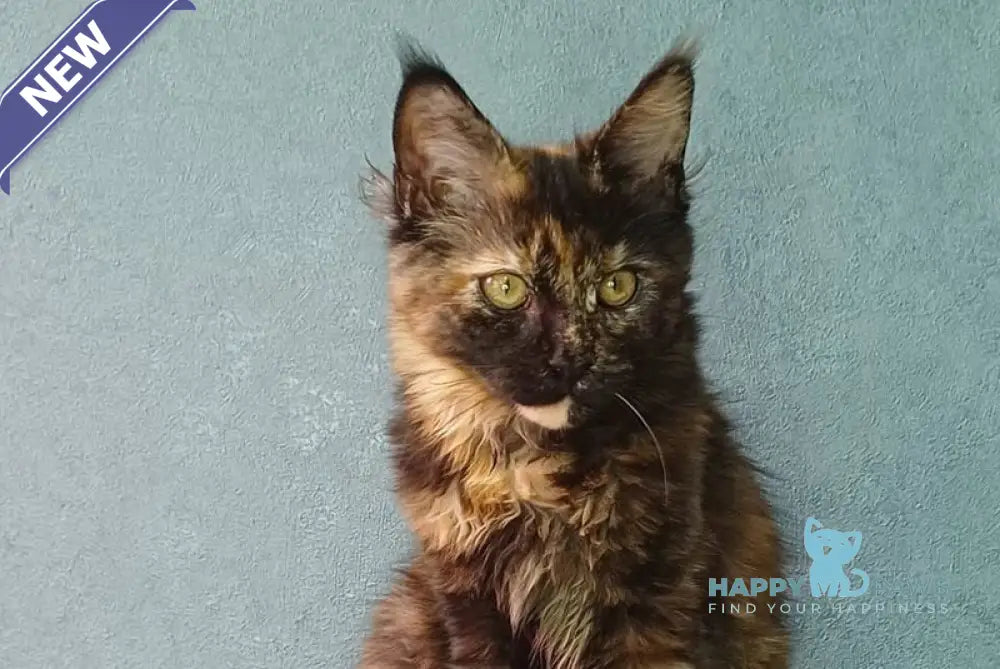Maserati Maine Coon female black tortie live animals