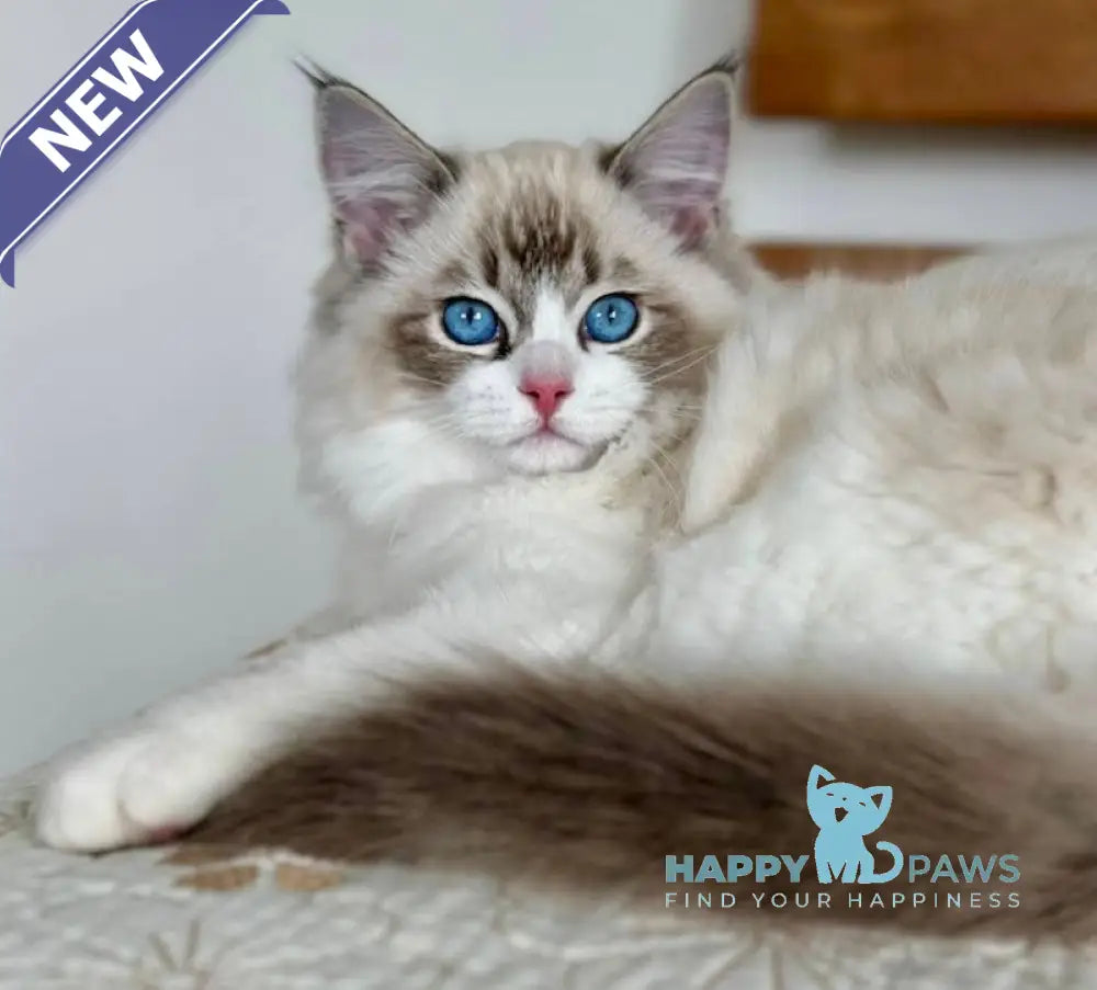Masha Ragdoll female seal lynx bicolour live animals