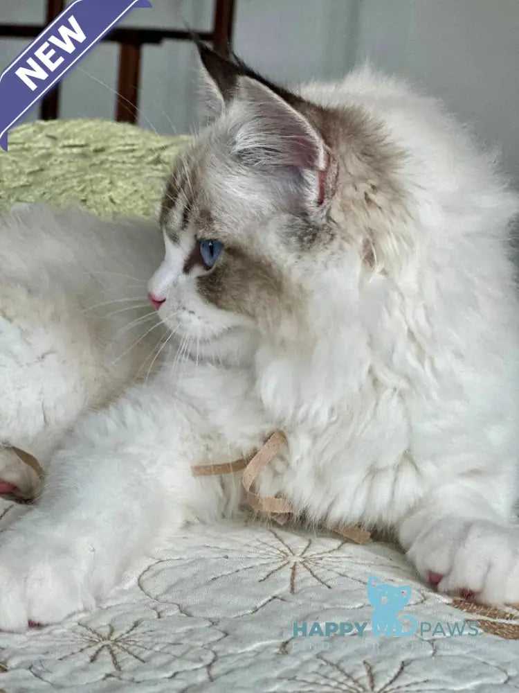 Masha Ragdoll female seal lynx bicolour live animals