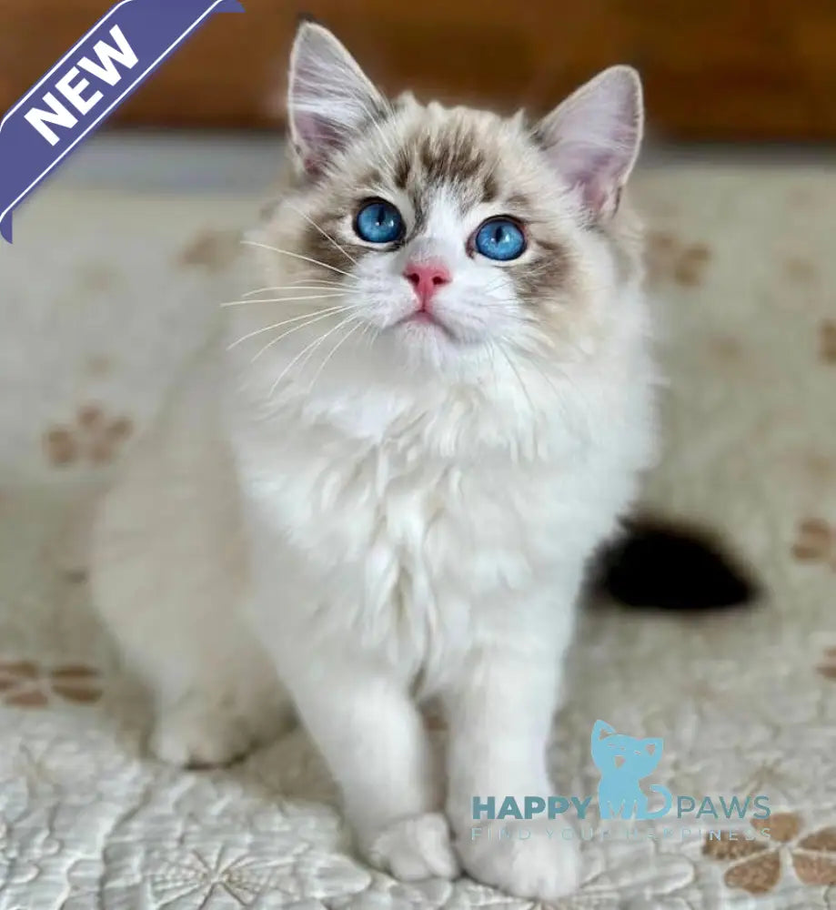Masha Ragdoll female seal lynx bicolour live animals