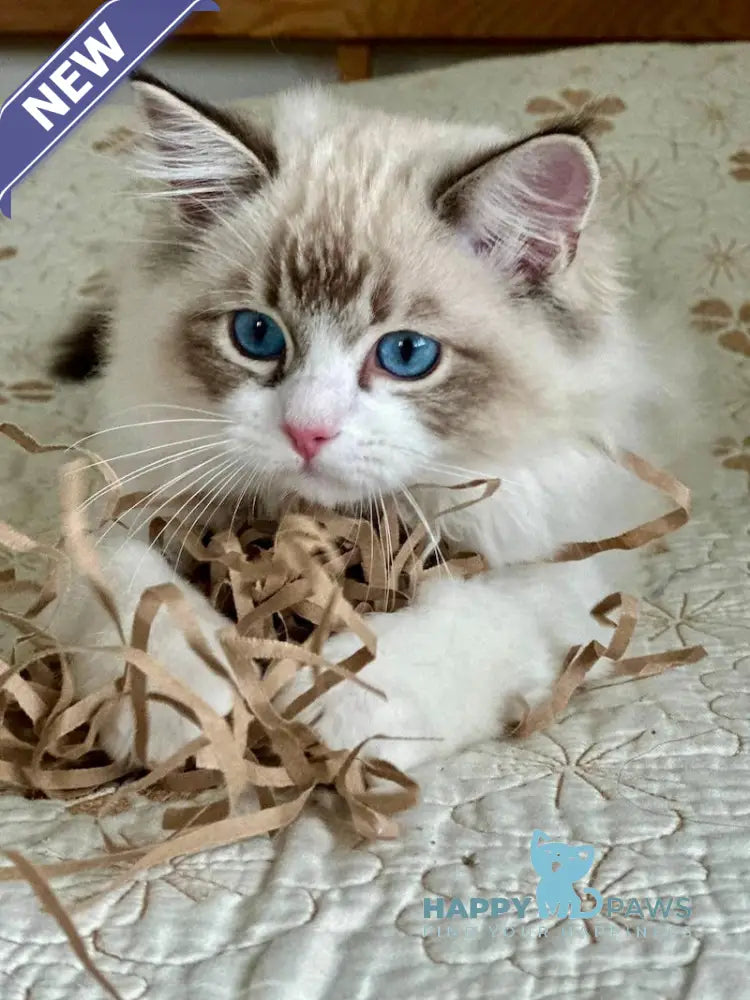 Masha Ragdoll female seal lynx bicolour live animals