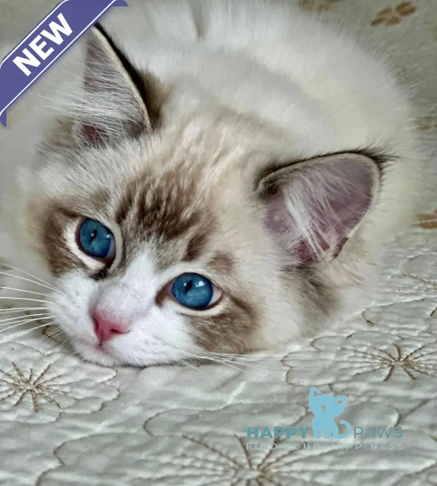 Masha Ragdoll female seal lynx bicolour live animals