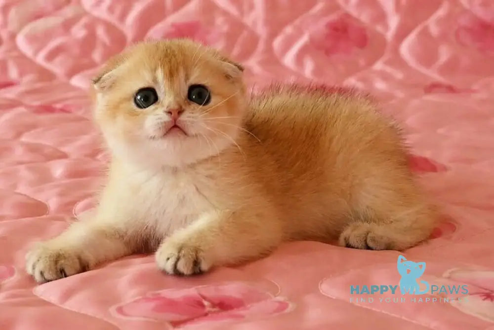 Masha Scottish Fold female black golden chinchilla live animals