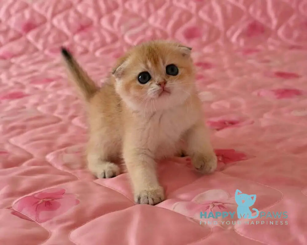 Masha Scottish Fold female black golden chinchilla live animals