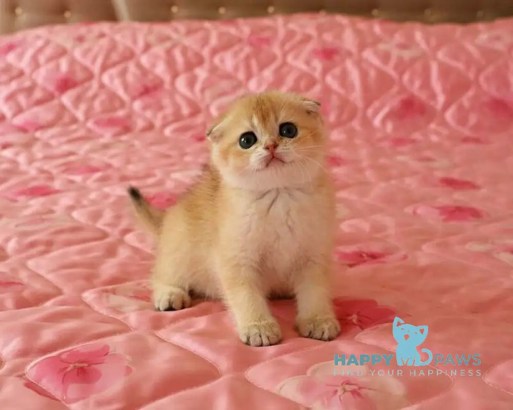 Masha Scottish Fold female black golden chinchilla live animals