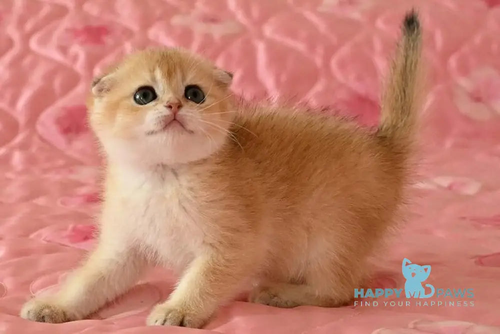 Masha Scottish Fold female black golden chinchilla live animals