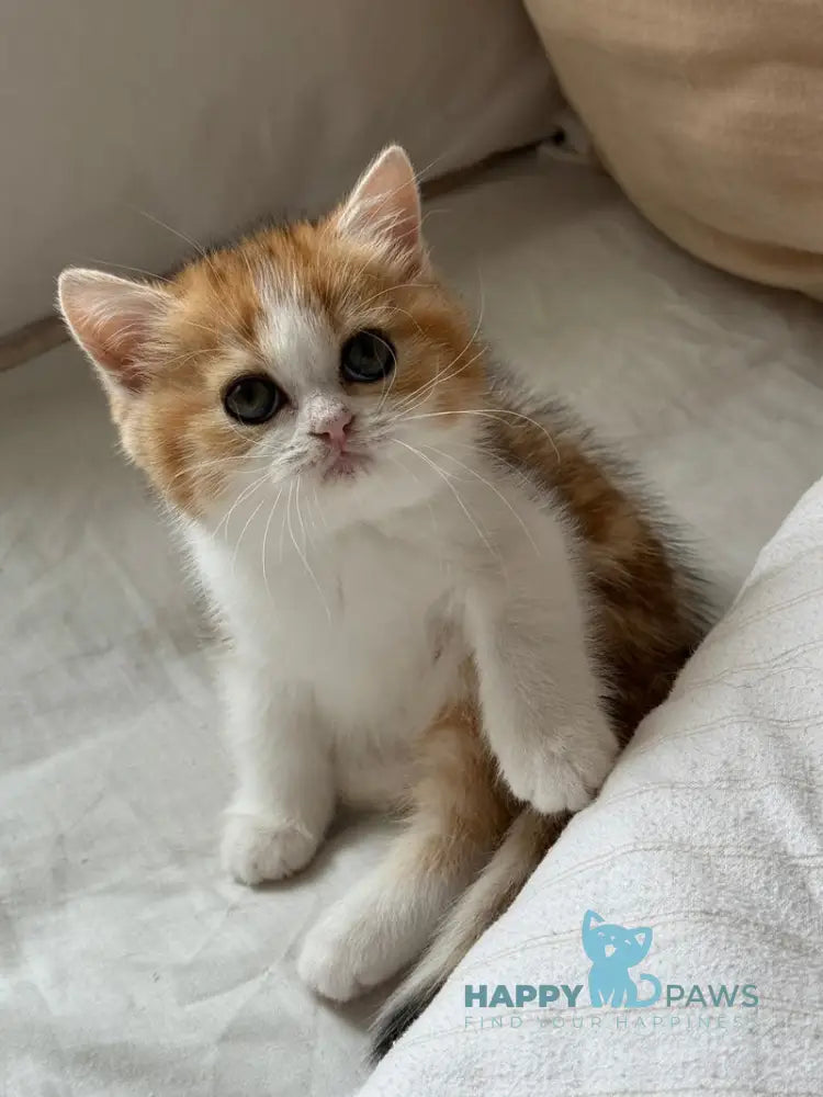 Masha Scottish Straight female black golden tabby bicolour live animals