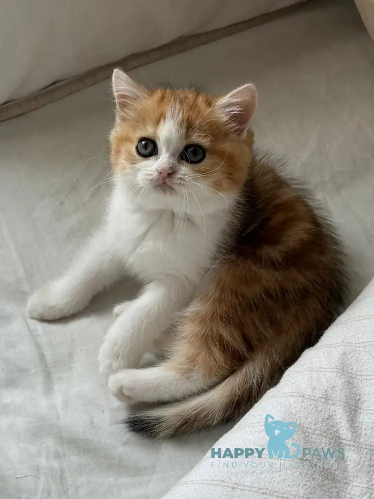 Masha Scottish Straight female black golden tabby bicolour live animals