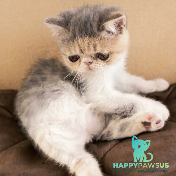 Mashunya Exotic female blue tortie spotted tabby bicolour - live animals