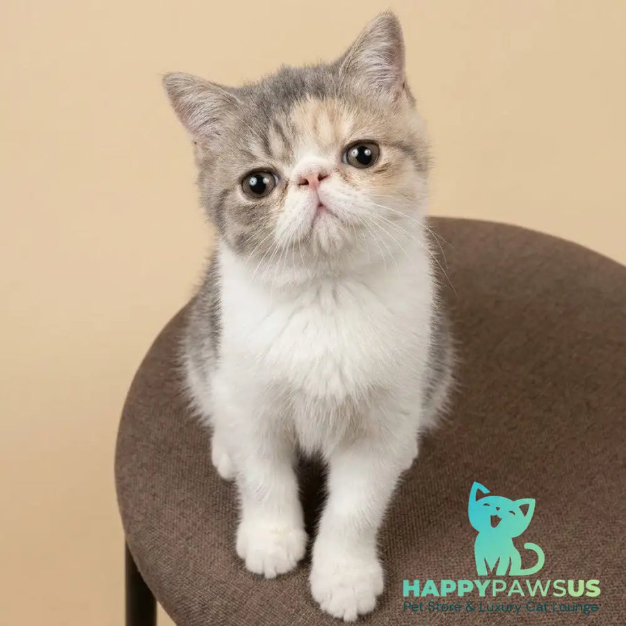 Mashunya Exotic female blue tortie spotted tabby bicolour - live animals