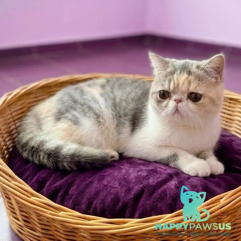 Mashunya Exotic female blue tortie spotted tabby bicolour - live animals