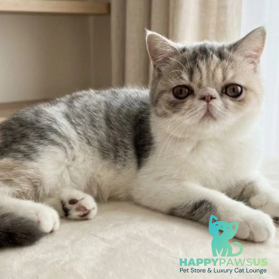 Mashunya Exotic female blue tortie spotted tabby bicolour - live animals
