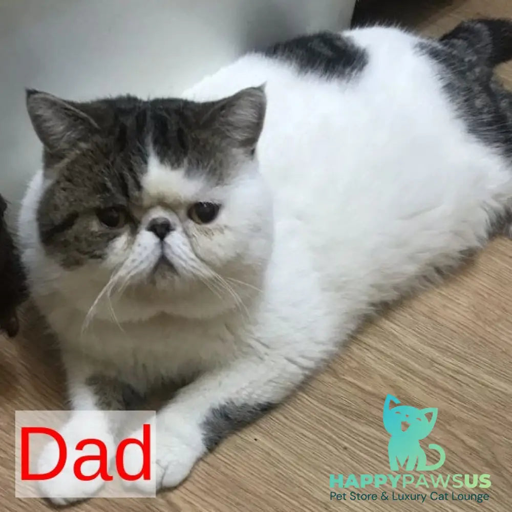 Mashunya Exotic female blue tortie spotted tabby bicolour - live animals