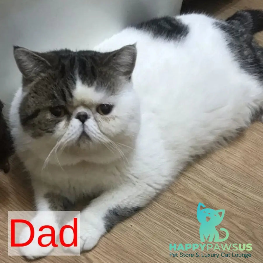 Mashunya Exotic female blue tortie spotted tabby bicolour - live animals