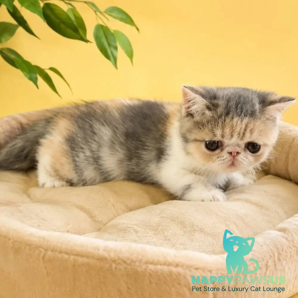Mashunya Exotic female blue tortie spotted tabby bicolour - live animals