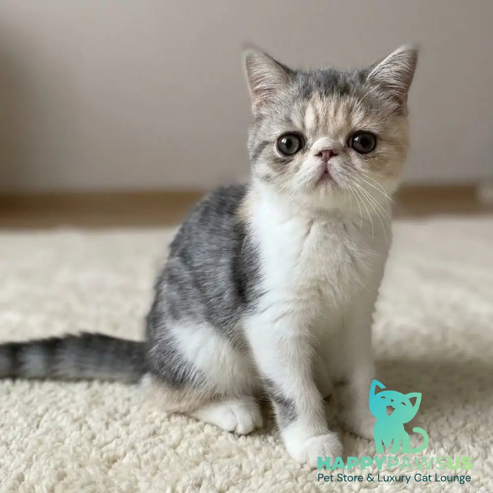 Mashunya Exotic female blue tortie spotted tabby bicolour - live animals