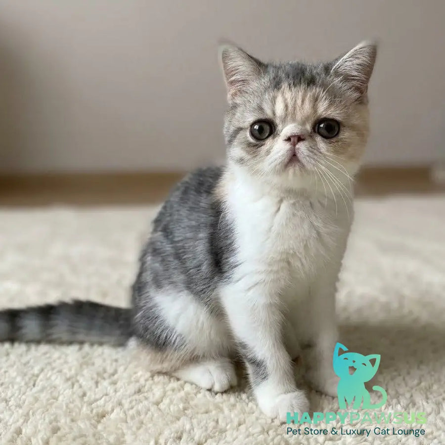 Mashunya Exotic female blue tortie spotted tabby bicolour - live animals