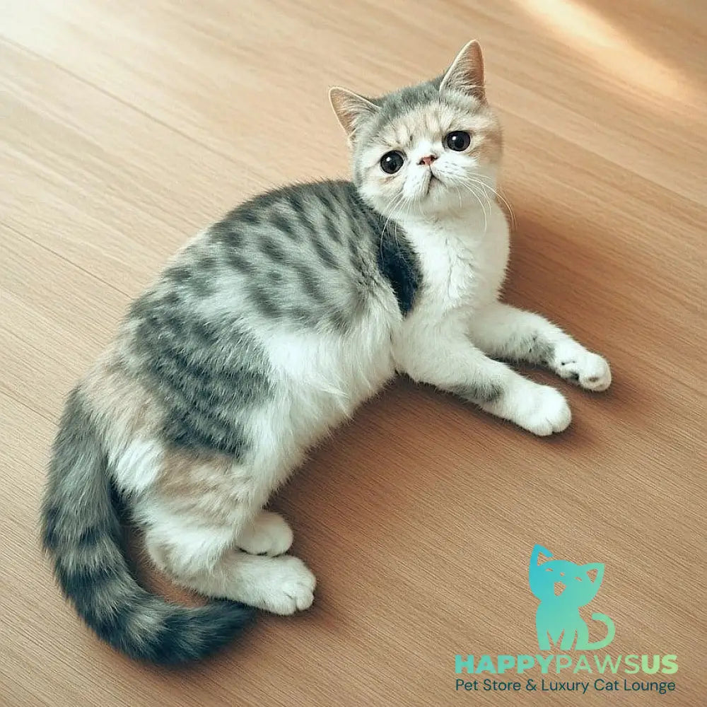 Mashunya Exotic female blue tortie spotted tabby bicolour - live animals