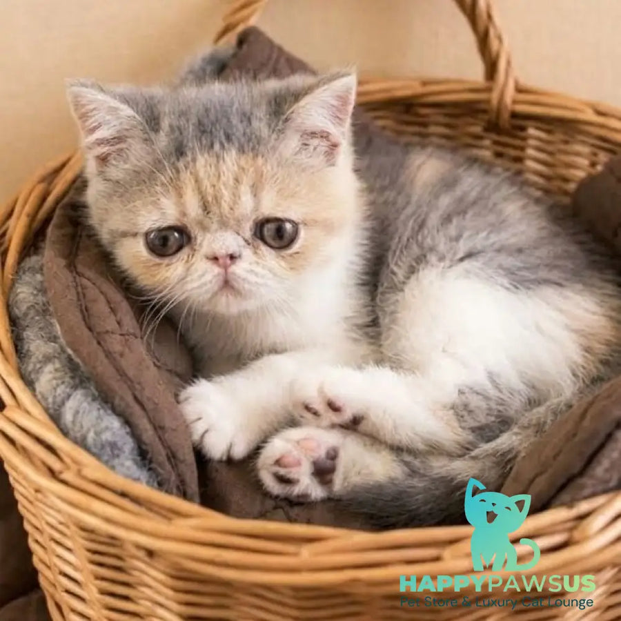 Mashunya Exotic female blue tortie spotted tabby bicolour - live animals