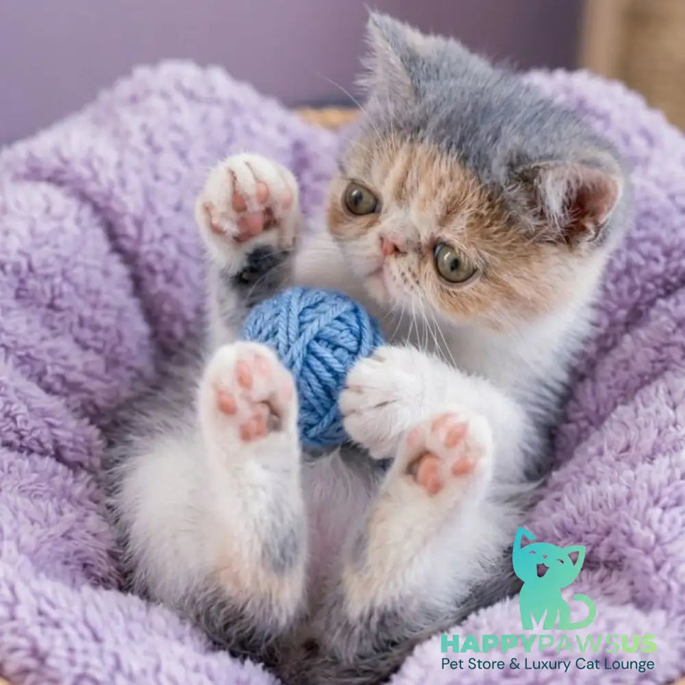 Mashunya Exotic female blue tortie spotted tabby bicolour - live animals