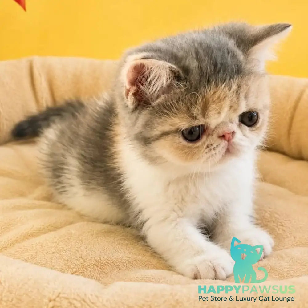 Mashunya Exotic female blue tortie spotted tabby bicolour - live animals