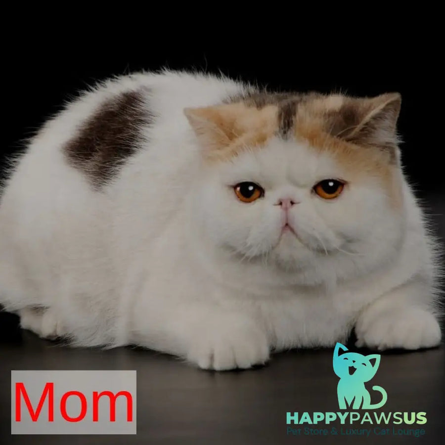 Mashunya Exotic female blue tortie spotted tabby bicolour - live animals