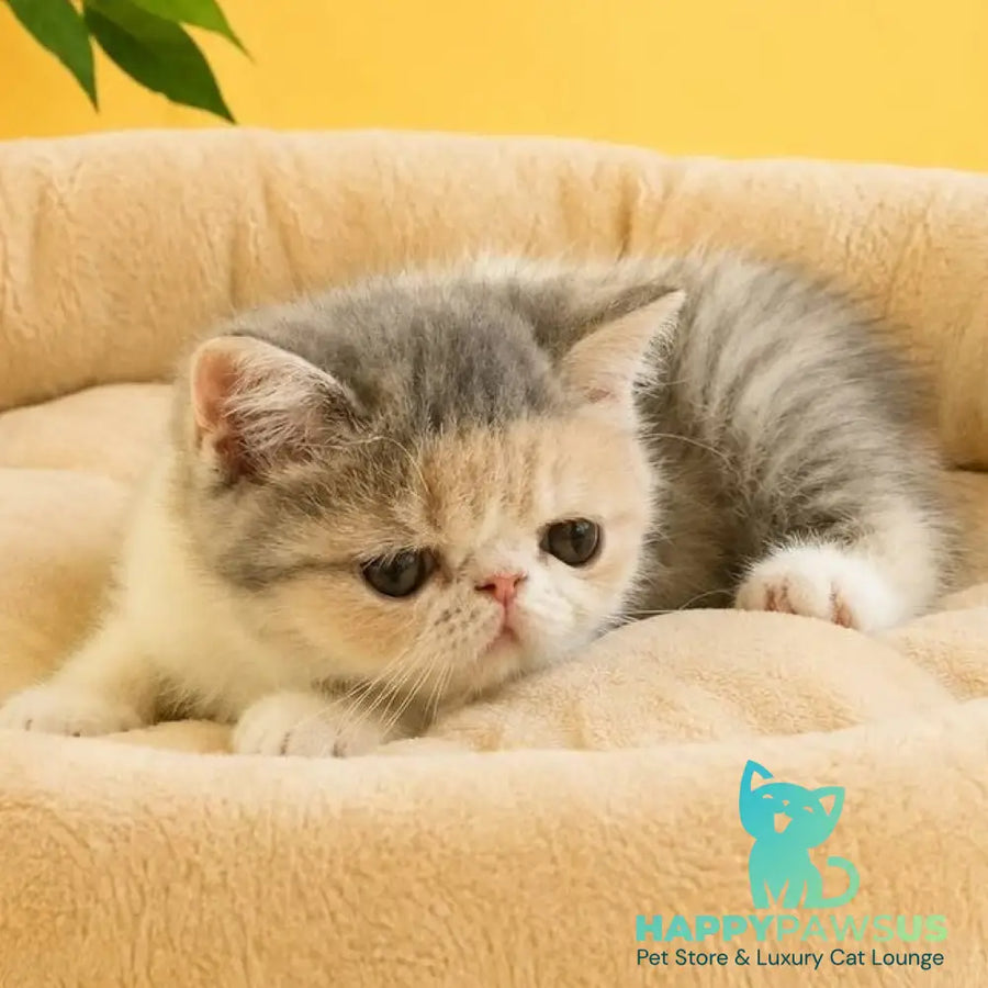 Mashunya Exotic female blue tortie spotted tabby bicolour - live animals