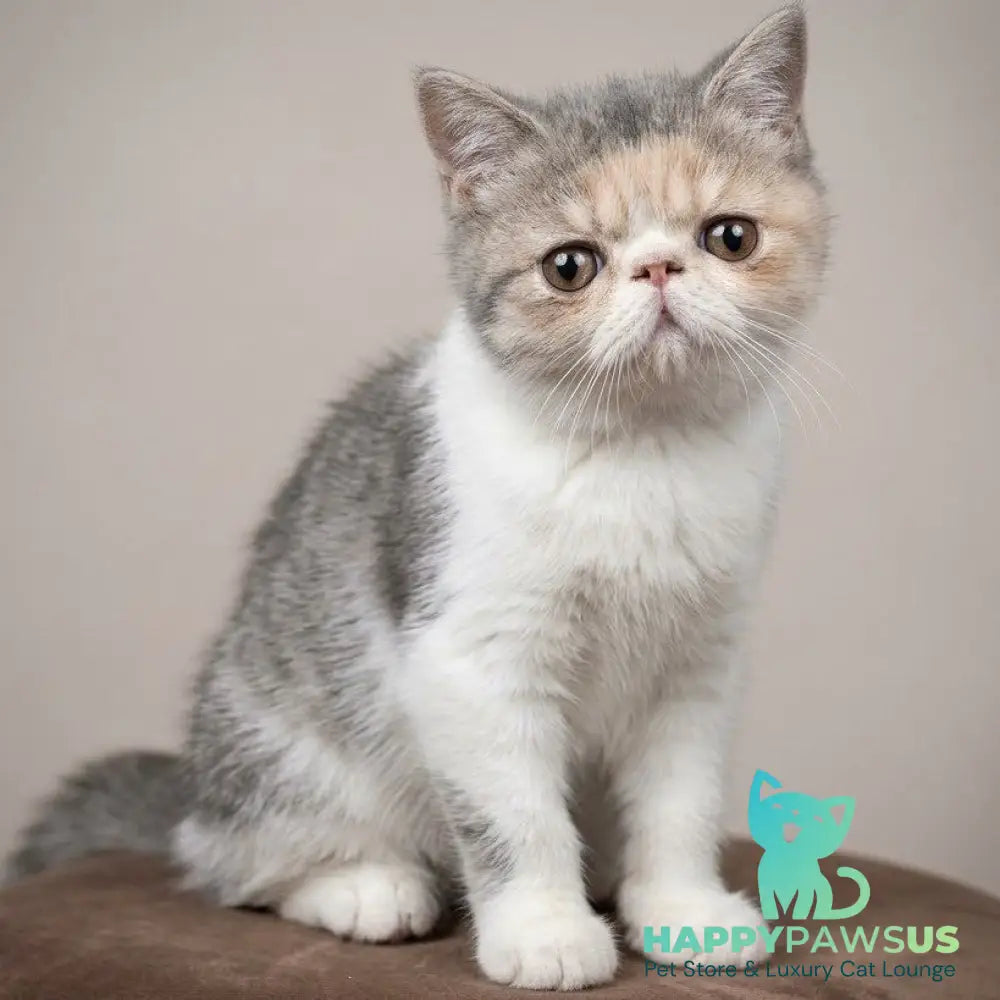 Mashunya Exotic female blue tortie spotted tabby bicolour - live animals