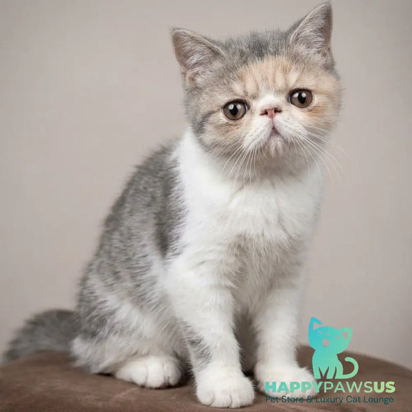 Mashunya Exotic female blue tortie spotted tabby bicolour - live animals