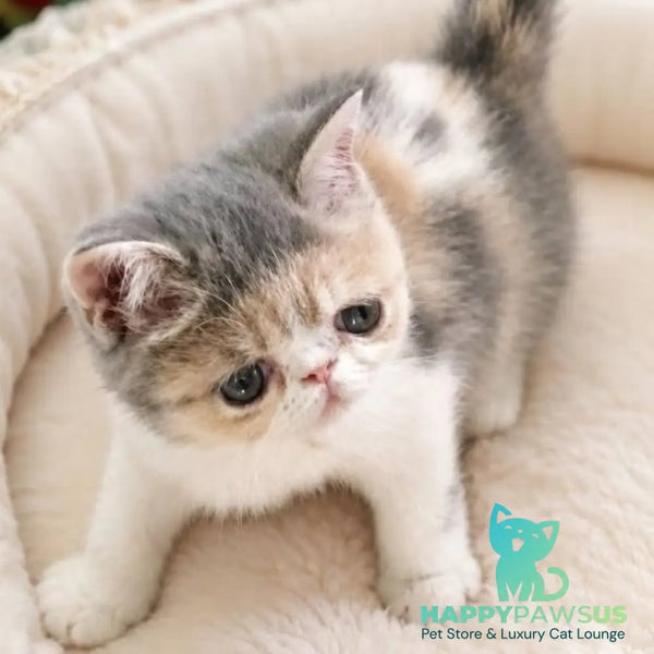 Mashunya Exotic female blue tortie spotted tabby bicolour - live animals