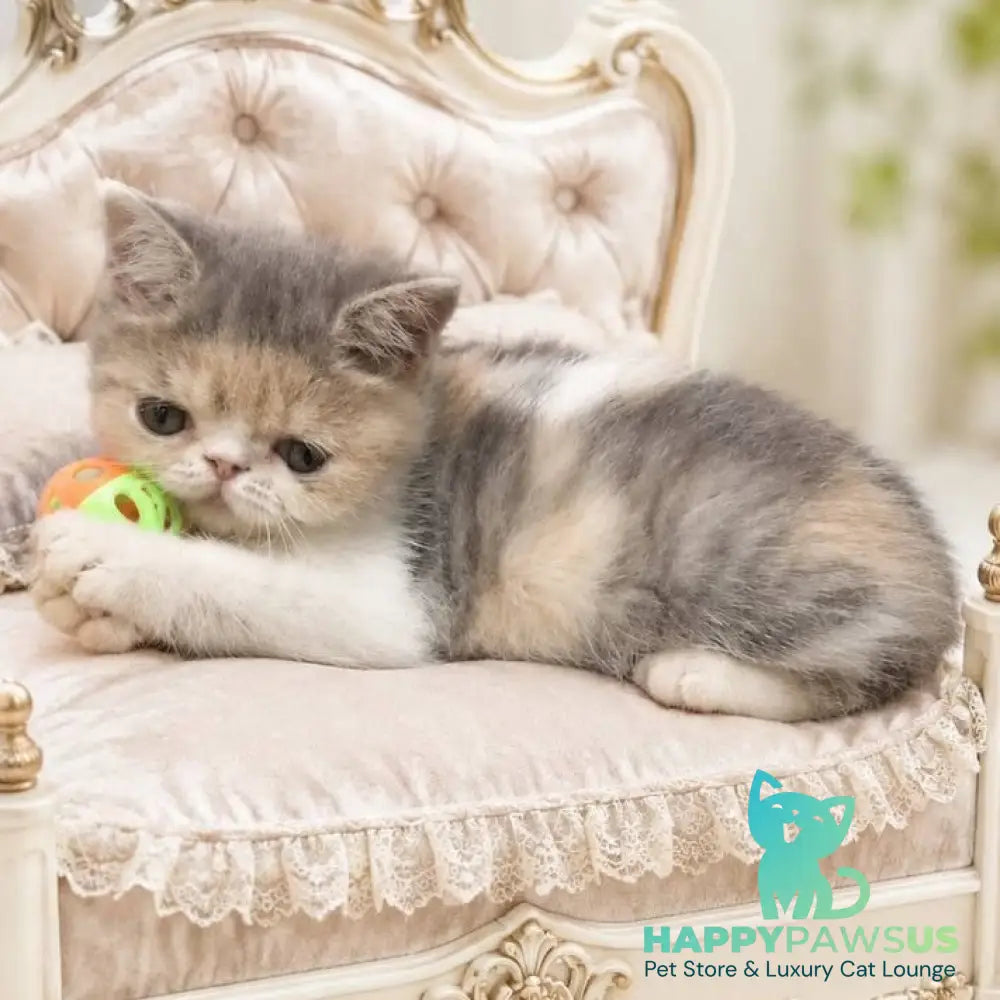 Mashunya Exotic female blue tortie spotted tabby bicolour - live animals