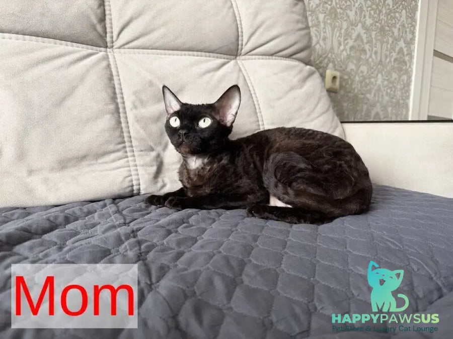 Massi Devon Rex female chocolate tortie - live animals