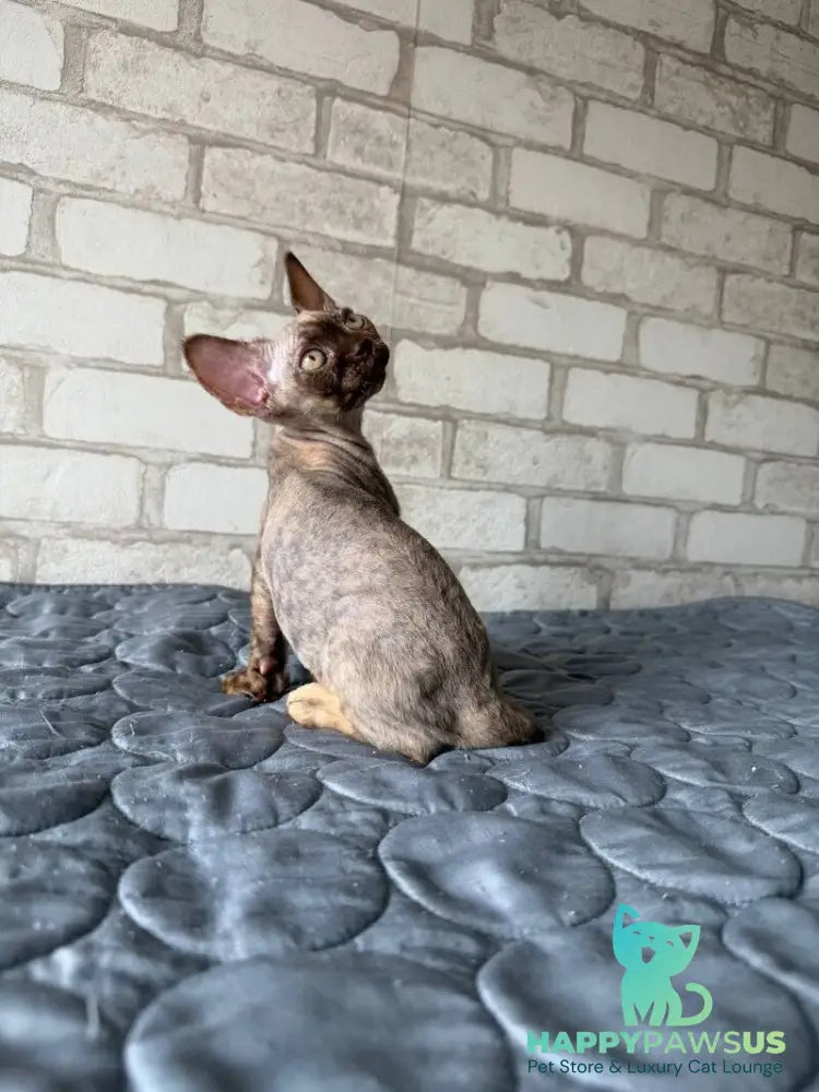 Massi Devon Rex female chocolate tortie - live animals
