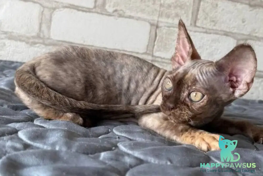Massi Devon Rex female chocolate tortie - live animals
