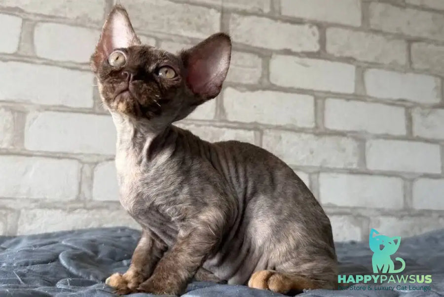 Massi Devon Rex female chocolate tortie - live animals