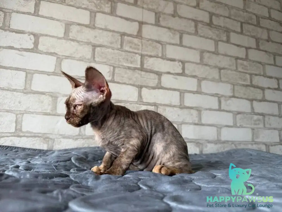 Massi Devon Rex female chocolate tortie - live animals