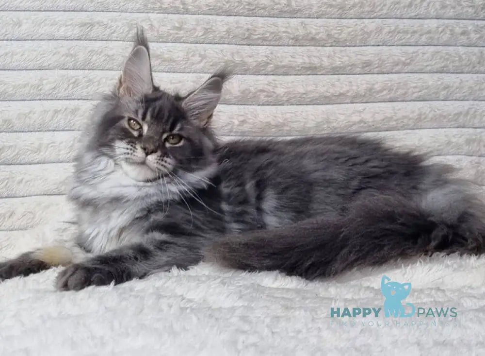 Masy Maine Coon female blue tabby live animals