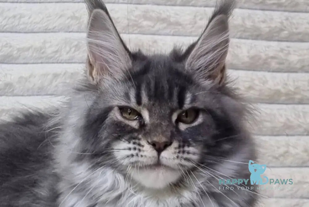 Masy Maine Coon female blue tabby live animals