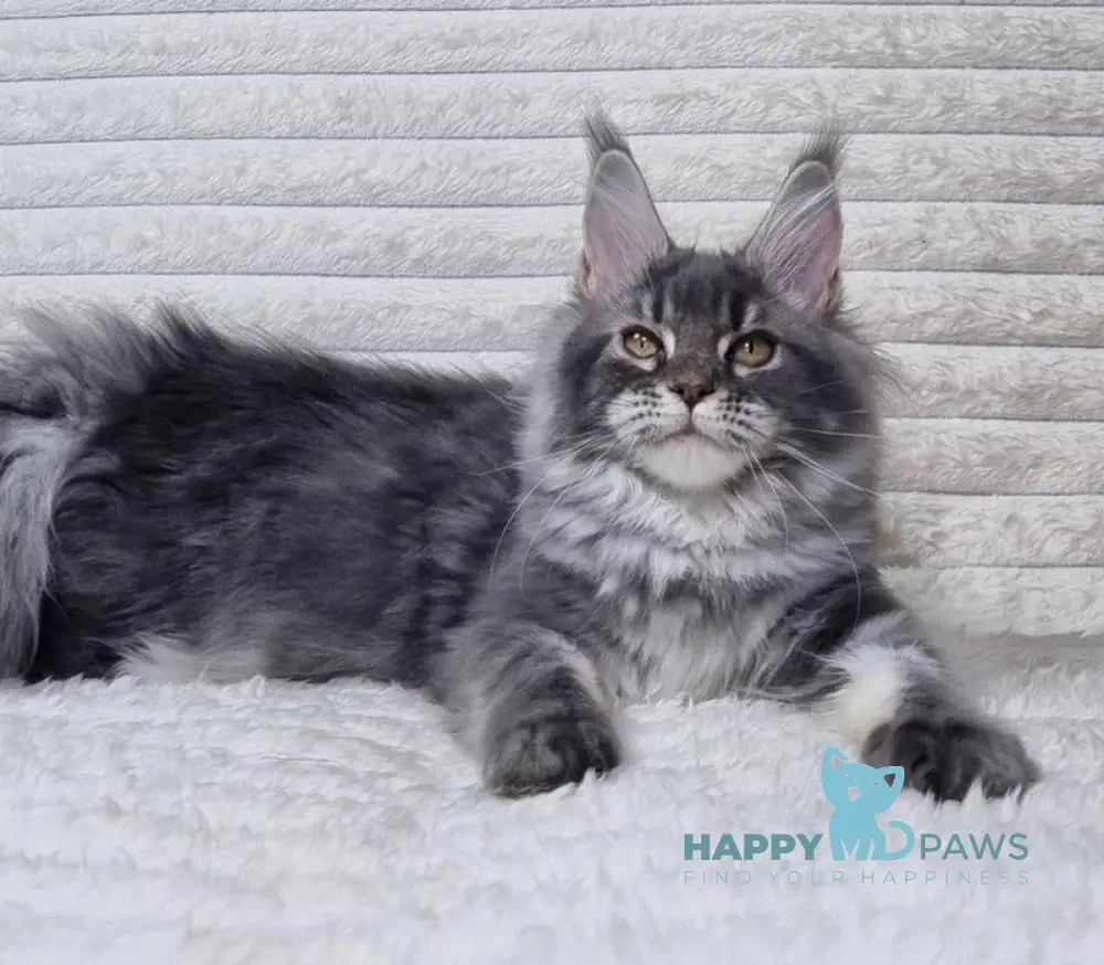Masy Maine Coon female blue tabby live animals