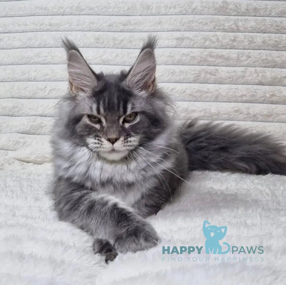 Masy Maine Coon female blue tabby live animals