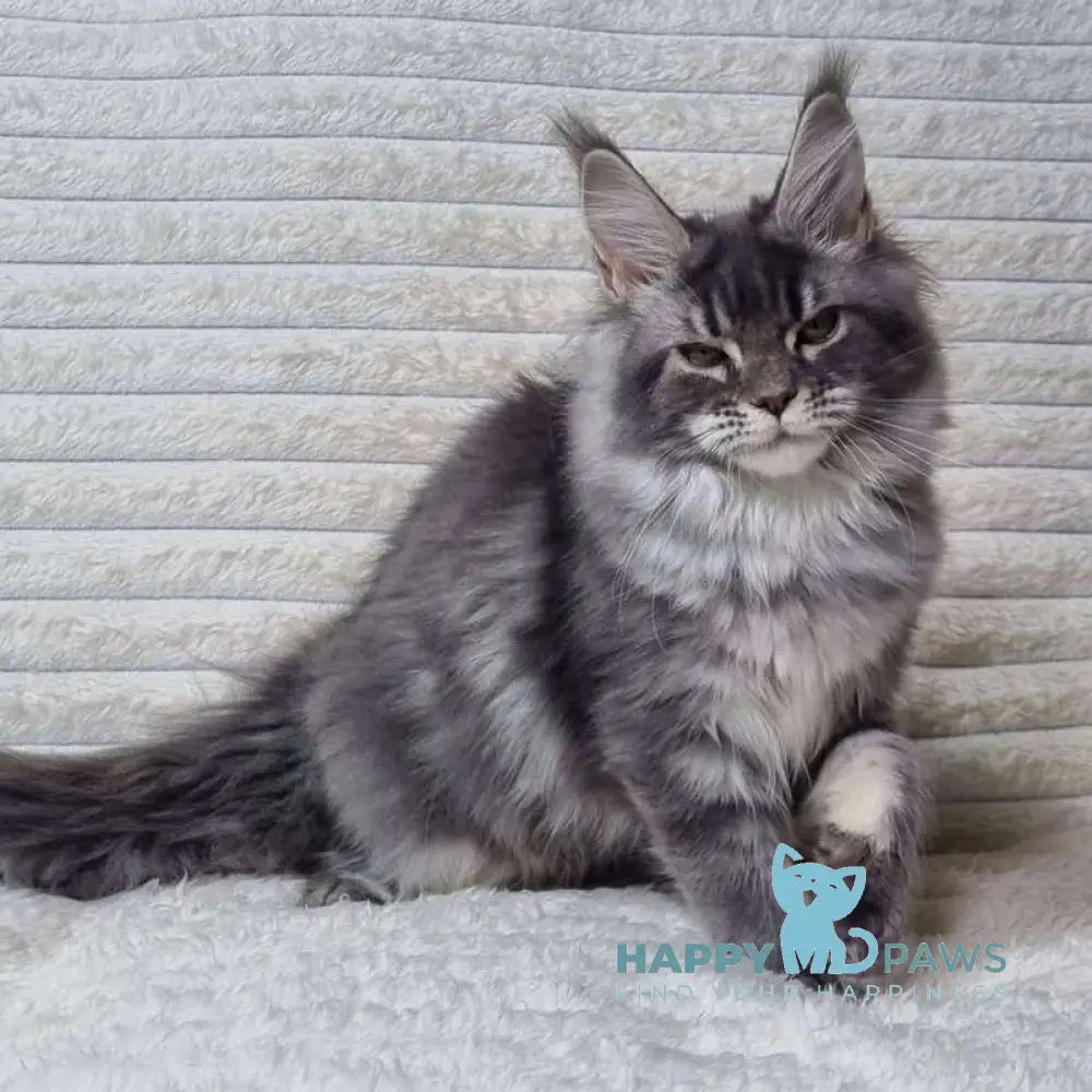 Masy Maine Coon female blue tabby live animals