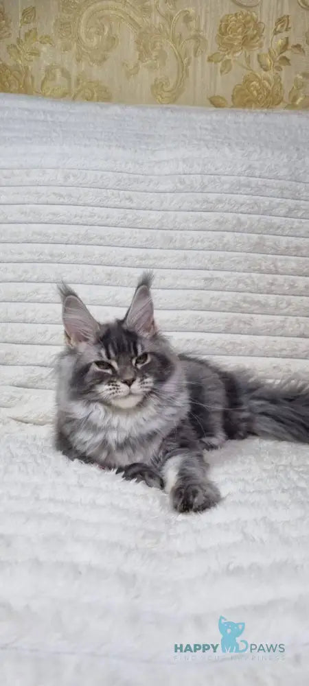 Masy Maine Coon female blue tabby live animals
