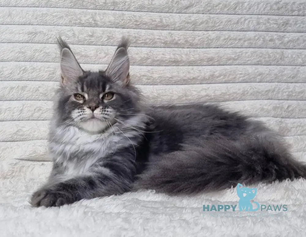 Masy Maine Coon female blue tabby live animals