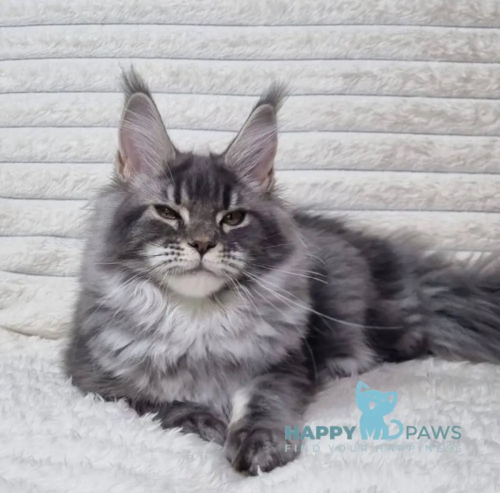 Masy Maine Coon female blue tabby live animals